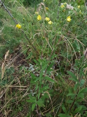 Potentilla inclinata