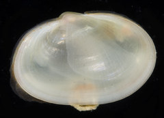 Scintilla cuvieri