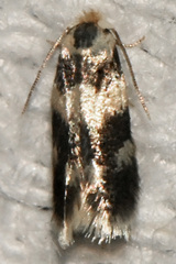 Etainia sericopeza