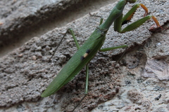 Polyspilota