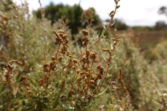 Atriplex paludosa