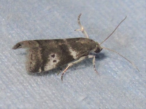 Cranberry Fruitworm Moth and Allies photo 2