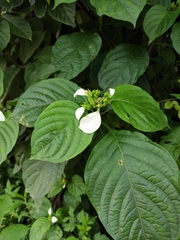 Mussaenda shikokiana