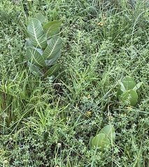 Asclepias latifolia