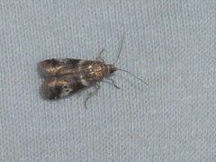 Acrobasis vaccinii