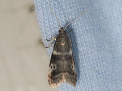 Acrobasis vaccinii