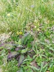 Pedicularis ascendens