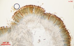Adelphella babingtonii