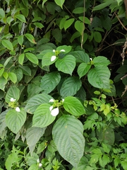 Mussaenda shikokiana