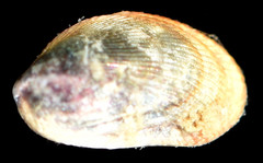 Musculus nana