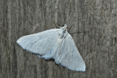 Lithostege farinata