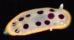 Goniobranchus tumuliferus