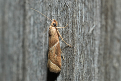 Nyctegretis lineana