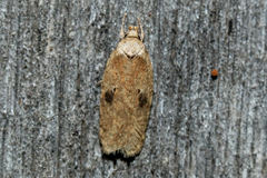 Agonopterix propinquella