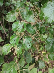 Viburnum fordiae