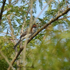 Hemixos castanonotus