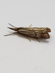 Chrysocrambus dentuellus