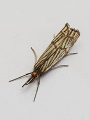 Chrysocrambus dentuellus