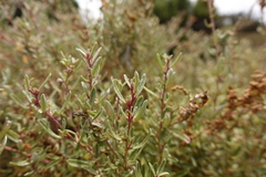 Atriplex paludosa