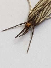 Chrysocrambus dentuellus