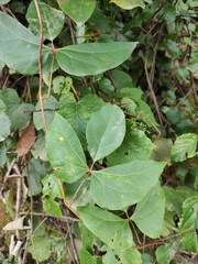 Sargentodoxa cuneata