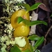 Bulbophyllum Sect. Calamaria - Photo (c) vononarbgkew, some rights reserved (CC BY-NC), uploaded by vononarbgkew
