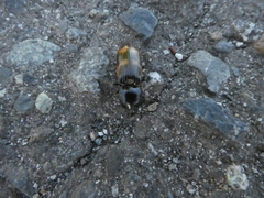 Selatosomus suckleyi