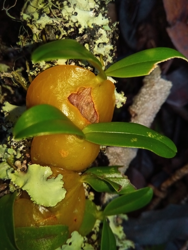 Bulbophyllum uroplatoides image