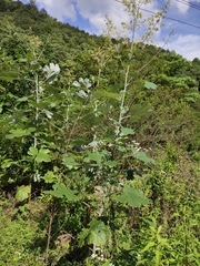 Macleaya cordata