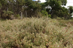 Atriplex paludosa