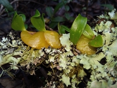 Bulbophyllum uroplatoides image