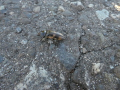 Selatosomus suckleyi