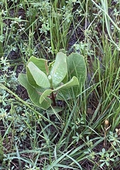 Asclepias latifolia