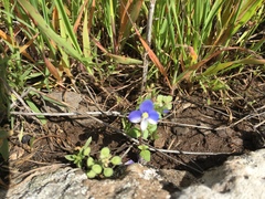 Veronica syriaca