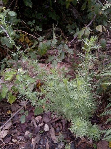 Image of Achillea ligustica by (c) Karim Haddad, some rights reserved (CC BY)