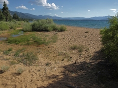 Rorippa subumbellata