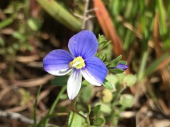 Veronica syriaca