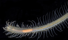 Trypanosyllis