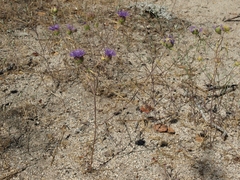 Monardella breweri lanceolata