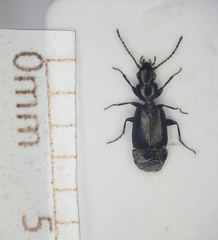 Microlestes maurus