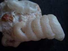 Vermetoidea