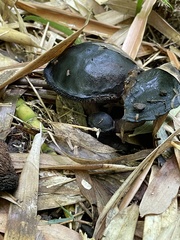 Sarcodon atroviridis