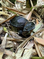 Sarcodon atroviridis