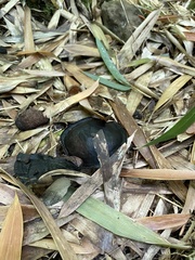 Sarcodon atroviridis