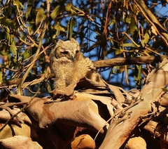 Bubo virginianus