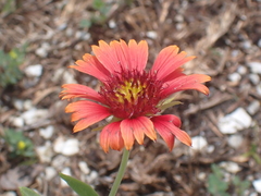 Gaillardia pulchella image