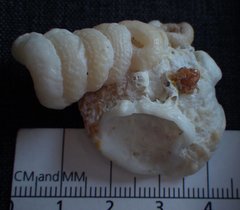 Vermetoidea