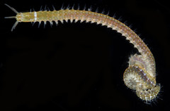 Eunicidae