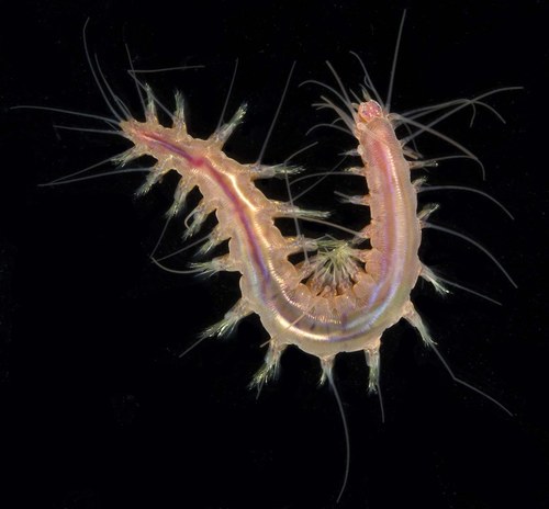 Leocrates chinensis observed 2017-10-26
