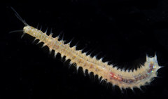 Eunicidae